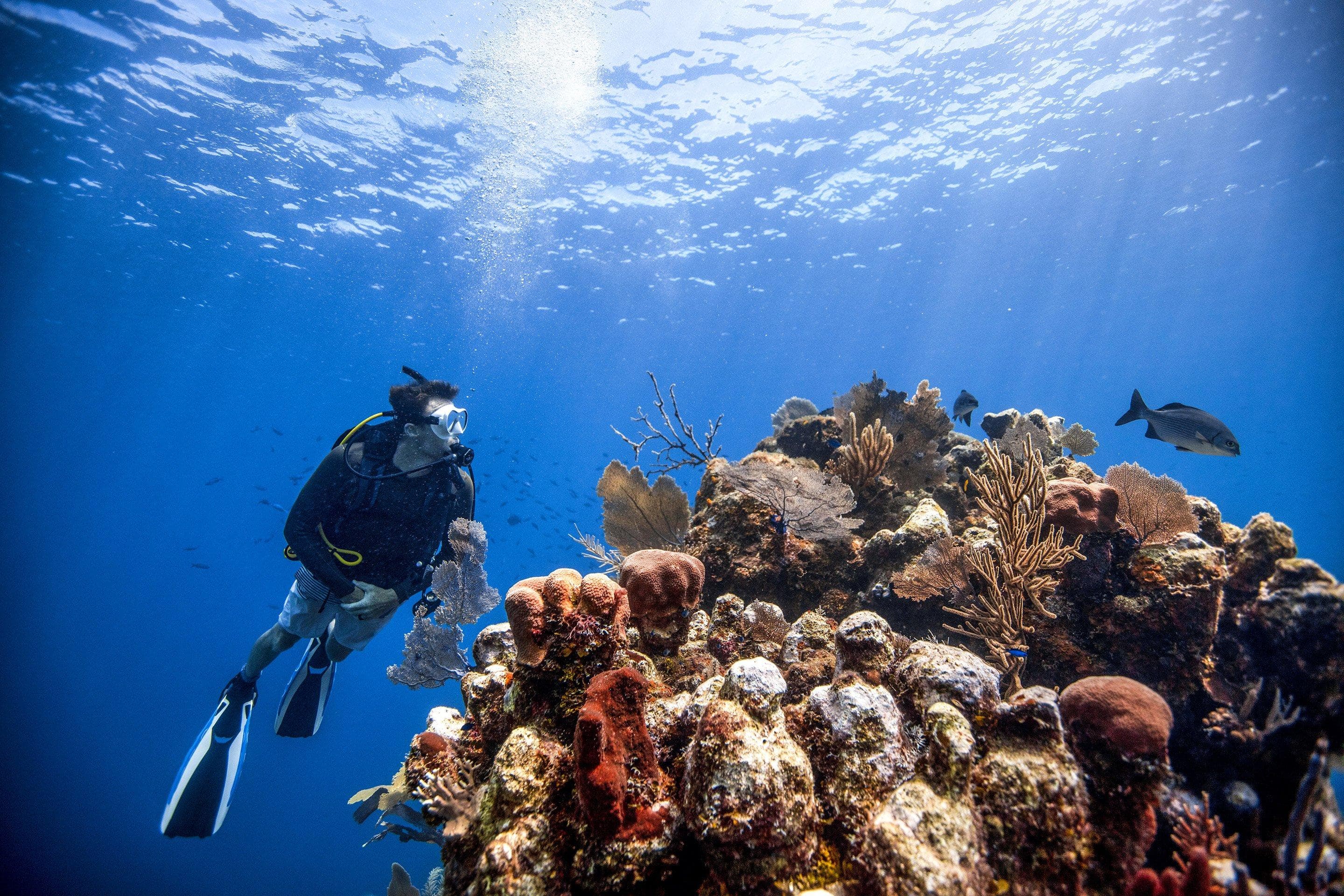 Try Scuba Diving (La Mer Beach) gallery 1